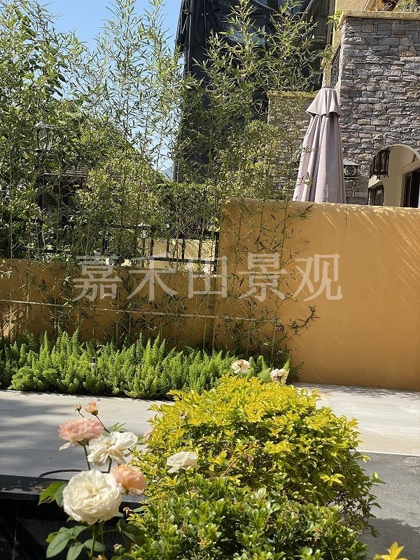 在設計別墅花園時如何養(yǎng)好菊花？